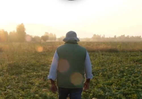 Επιτραπέζια Ελιά: Υπεγράφη η ΚΥΑ για την αποζημίωση των παραγωγών | 18.2.2022