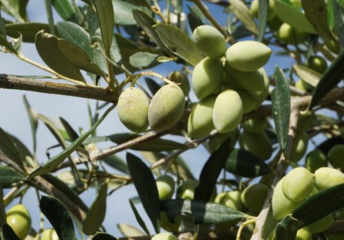 ΥπΑΑΤ: Ξεκίνησε η διαδικασία καταβολής στους δικαιούχους παραγωγούς ελιών λόγω covid | 20.6.2022